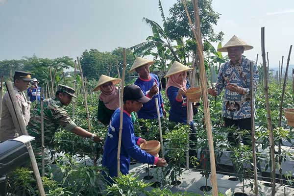 Danramil 0833/05 Lowokwaru dampingi Pj Wali Kota Malang sambang tegal dan panen cabai. (ist) - Danramil 0833/05 Lowokwaru Dampingi Pj Wali Kota Malang Sambang Tegal dan Panen Cabai