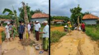 Jalan ini sekaligus jadi penghubung dua desa yakni, Desa Pasanggar dan Desa Ambender Kecamatan Pegantenan Kabupaten Pamekasan, Madura Jawa Timur. (Seru.co.id/luq) - 18 Tahun Tidak Ada Perbaikan, Warga Tanami Pohon Pisang Ditengah Jalan