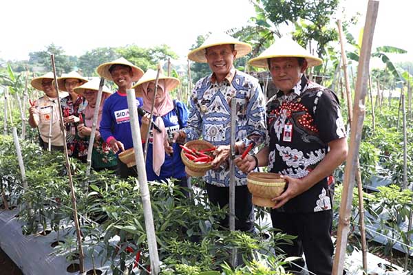 Pj Wali Kota Malang panen cabai merah di Merjosari. (pro) - Kendalikan Inflasi, Pj Wali Kota Malang Libatkan Poktan Panen Cabai Merah