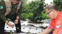 Upaya Tekan Inflasi, Pj Walikota Batu Tanam 1500 Bibit Cabai