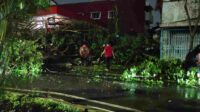 Surabaya Diterjang Hujan Angin, Puluhan Pohon Tumbang