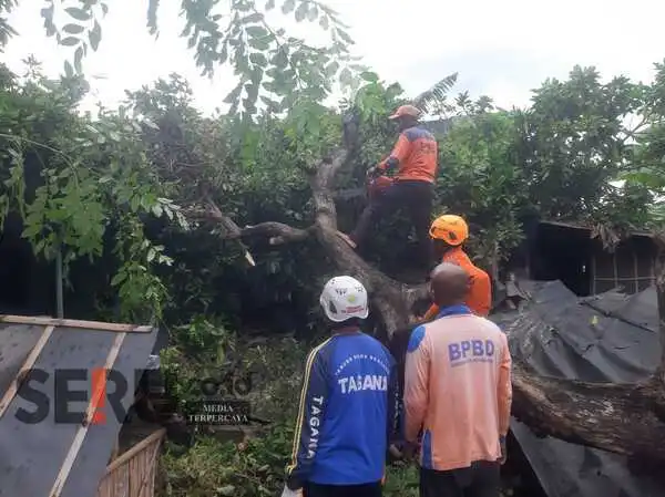 Hujan Deras Disertai Angin Kencang Tumbangkan Pohon, Timpa Rumah Warga