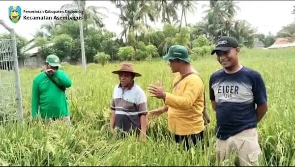 Tahan Air Belerang, Dispertangan Situbondo Genjot Produksi Padi BK 01 dan 02 Agritan