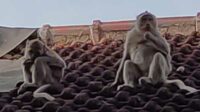 Monyet liar tampak berada di atas atap ruang rumah sakit yang berada di Jalan Anggrek, Lingkungan Patokan Utara, Kelurahan Patokan, Kecamatan Situbondo kota, Kabupaten Situbondo, Jawa Timur, Minggu (7/1/2024). (Seru.co.id/mam) - Pasukan Monyet Liar 'Serbu' Pemukiman Warga, Rusak Atap Rumah Sakit dr. Abdoer Rahem