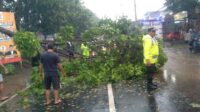 Proses pembersihan batang pohon tumbang di Jalan Raya Ketawang, Desa Ketawang, Kecamatan Gondanglegi, Kabupaten Malang. (ist) - Hujan Deras Disertai Angin Kencang Tumbangkan Pohon, Seorang Wanita Jadi Korban