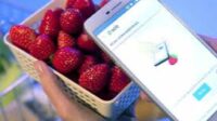 Smartphone Kini Bisa Untuk Deteksi Kimia, Cepat, Mudah dan Akurat
