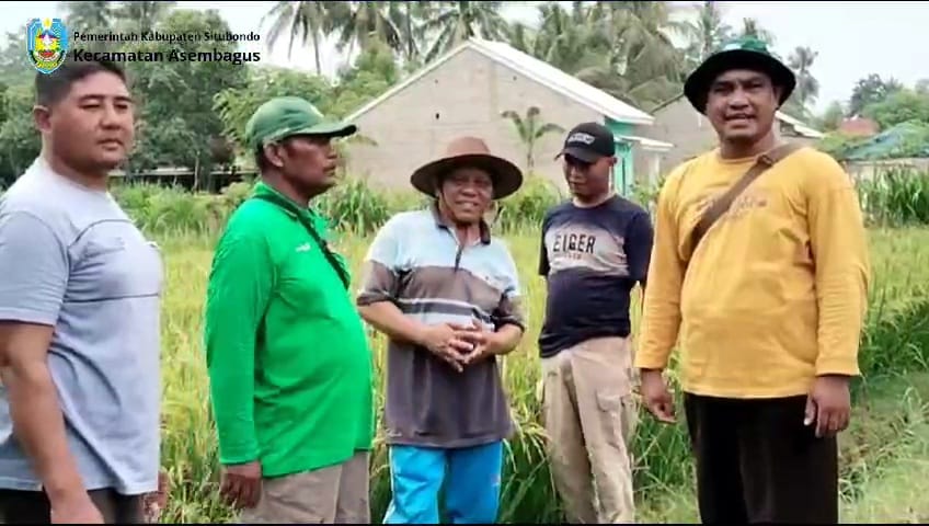 Tahan Air Belerang, Dispertangan Situbondo Genjot Produksi Padi BK 01 dan 02 Agritan