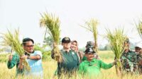 Bupati Situbondo, Karna Suswandi saat memanen Padi BK di Desa Talkandang, Kecamatan Situbondo, Jumat (23/02/2024). Seru.co.id/mzm) - Panen Padi BK di Desa Talkandang, Potensi Capai 8 Ton Per-Hektare