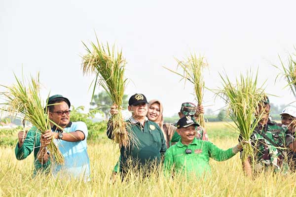 Bupati Situbondo, Karna Suswandi saat memanen Padi BK di Desa Talkandang, Kecamatan Situbondo, Jumat (23/02/2024). Seru.co.id/mzm) - Panen Padi BK di Desa Talkandang, Potensi Capai 8 Ton Per-Hektare