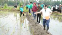 Bupati Situbondo di sela-sela melakukan pemupukan pertama pembibitan di areal Perkebunan Banongan Desa Wringin, Kecamatan Asembagus, Situbondo, Jawa Timur, Sabtu (24/2/2024). (Seru.co.id/mzm) - Bupati Situbondo: Target Produksi Benih Padi BK se-Nusantara Capai 50 Ton
