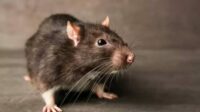 Musim Hujan, Dinkes Batu Ingatkan Warga Waspadai Leptospirosis