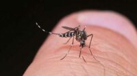 Ilustrasi nyamuk Aedes Aegypti. (ist) - Ditemukan Satu Kasus Penyakit Chikungunya di Kabupaten Malang