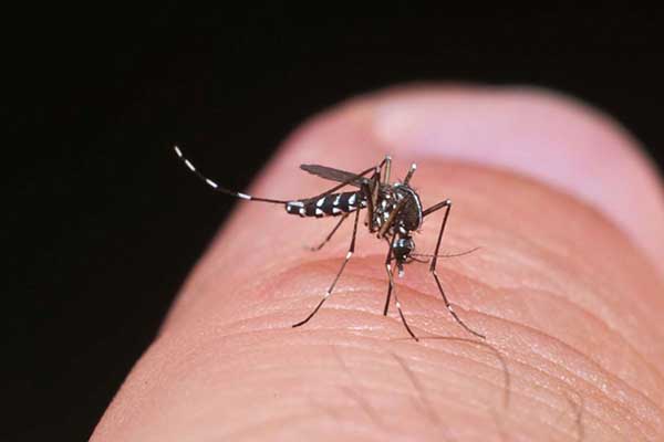 Ilustrasi nyamuk Aedes Aegypti. (ist) - Ditemukan Satu Kasus Penyakit Chikungunya di Kabupaten Malang