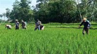 Kodim 0833/Kota Malang Dukung Ketahanan Pangan Poktan Suka Maju