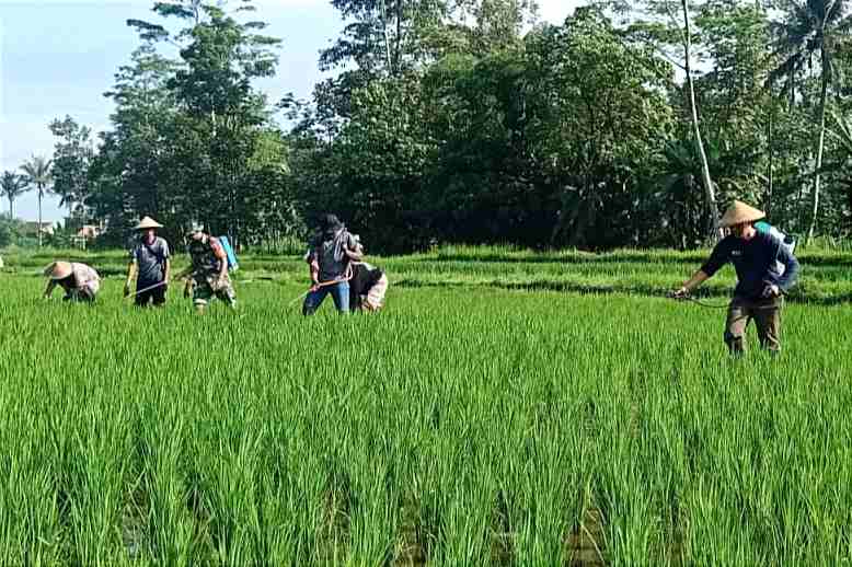 Kodim 0833/Kota Malang Dukung Ketahanan Pangan Poktan Suka Maju