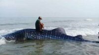 Kondisi hiu paus saat ditemukan warga setempat. (Seru.co.id/udi) - Seekor Hiu Paus Terdampar di Pantai Pasean Pamekasan dalam Kondisi Mati