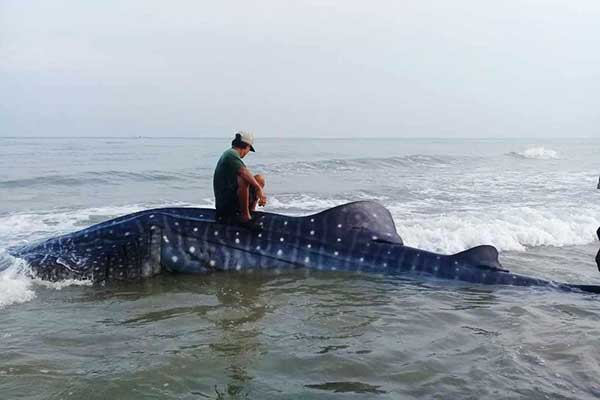 Kondisi hiu paus saat ditemukan warga setempat. (Seru.co.id/udi) - Seekor Hiu Paus Terdampar di Pantai Pasean Pamekasan dalam Kondisi Mati
