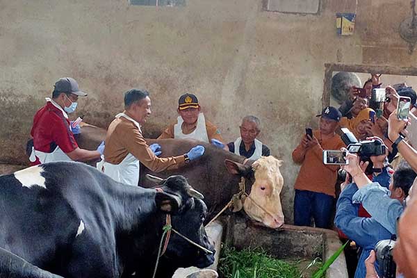 Pj Wali Kota Malang menyuntikkan vaksin PMK kepada salah satu sapi di peternakan milik Bapak Ponaryo. (Seru.co.id/ws10) - Pj Wali Kota Malang Tinjau Langsung Vaksinasi PMK Sapi di Tlogowaru