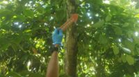 Tim Inafis Polres Jember melakukan olah TKP dan menunjukkan korban ditemukan tergantung di pohon nangka. (ist) - Seorang Kakek di Jember Tewas Gantung Diri, Sempat Titipkan Anak ke Tetangga