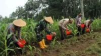 Dandim 0833 Bersama Poktan Suka Maju Laksanakan Pemeliharaan Tanaman Jagung