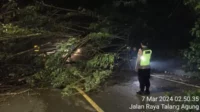 Pohon Tumbang di Jalan Raya Metro Kepanjen, Arus Jalan Macet Total