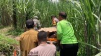 Seorang Kakek Ditemukan Tak Bernyawa di Area Persawahan Desa Talok