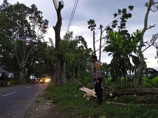 Pengendara Motor di Jember Tewas Tertimpa Batang Pohon