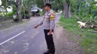 Pengendara Motor di Jember Tewas Tertimpa Batang Pohon