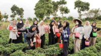 Wisata Petik Stroberi, Desa Pandanrejo, Bumiaji, Kota Batu. (ist) - Diskumperindag Batu Apresiasi Desa Pandanrejo Dengan Lumbung Stoberinya