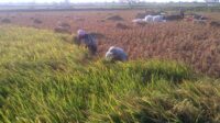 April 2024 Panen, Bojonegoro Diprediksi Akan Surplus Beras