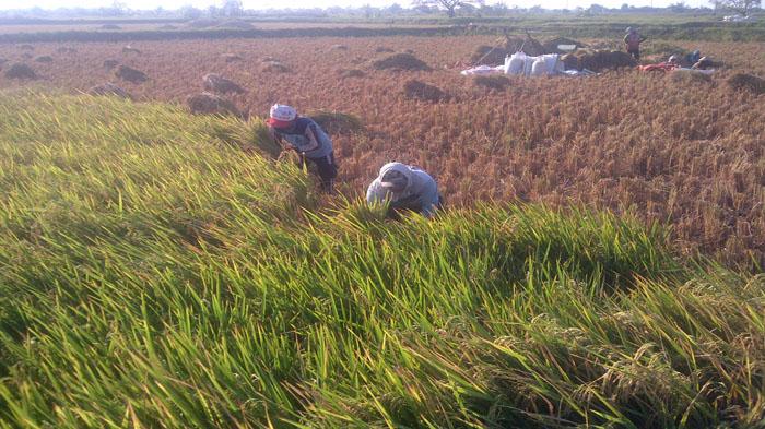 April 2024 Panen, Bojonegoro Diprediksi Akan Surplus Beras