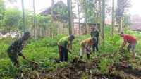 Babinsa Kedungkandang Dukung Program Ketahanan Pangan Tanami Lahan Kosong Warga Wonokoyo - Babinsa Kedungkandang Dukung Program Ketahanan Pangan Tanami Lahan Kosong Warga Wonokoyo