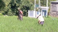 Babinsa Tunggulwulung bantu Poktan Wulung Kencono 1 sukseskan program ketahanan pangan. (ist)