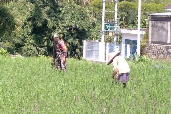 Babinsa Tunggulwulung bantu Poktan Wulung Kencono 1 sukseskan program ketahanan pangan. (ist)