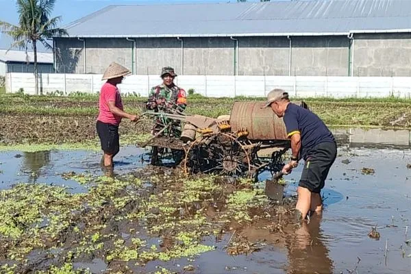 Babinsa Wonokoyo Bin Hanpangan Poktan Suka Maju Dukung Ketahanan Pangan Nasional