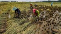 Alokasi Pupuk Bersubsidi Ditambah, Dorong Produktifitas Padi di Kabupaten Bojonegoro