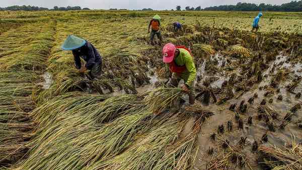 Alokasi Pupuk Bersubsidi Ditambah, Dorong Produktifitas Padi di Kabupaten Bojonegoro
