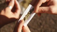 Berkamuflase Menjadi Pemudik, Kurir Ganja 42 Gram Berhasil Ditangkap Polresta Makota
