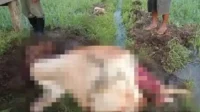 Gegerkan Warga, Seekor Sapi di Jember Ditemukan Mati dengan Kondisi Termutilasi
