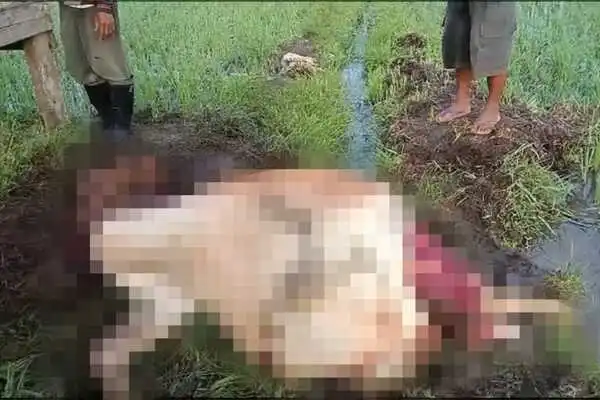 Gegerkan Warga, Seekor Sapi di Jember Ditemukan Mati dengan Kondisi Termutilasi