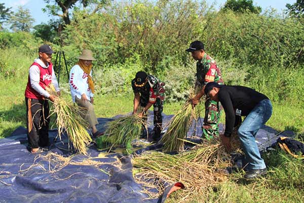 Babinsa Lowokwaru bantu pengubinan lahan Poktan Sri Rejeki Jatimulyo. (ist) - Babinsa Lowokwaru Bantu Pengubinan Lahan Poktan Sri Rejeki Jatimulyo