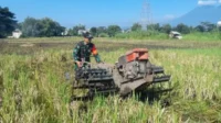 Babinsa Lowokwaru Bantu Petani Tunggulwulung Mengolah Sawah