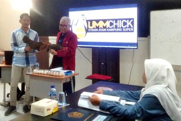 Dosen Peternakan UMM, Suyatno menunjukkan, UMMChick ayam kampung petelur super ciptaannya. (ws11) - UMMChick Ayam Kampung Petelur Super, Ciptaan Dosen UMM Suyatno