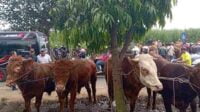 Stok Hewan Kurban di Kabupaten Malang Dinyatakan Aman dan Sehat