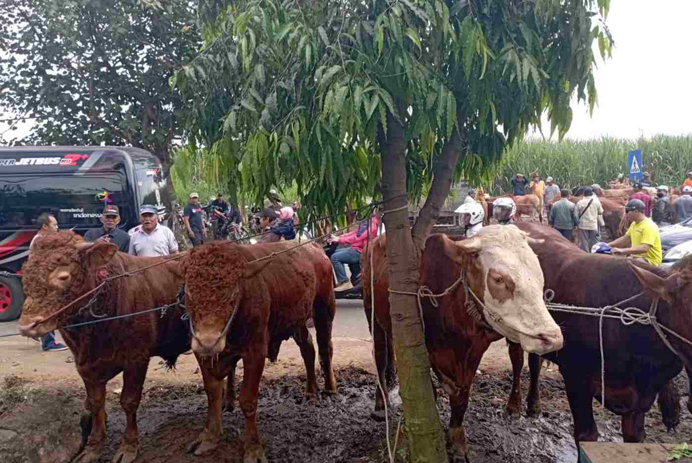 Stok Hewan Kurban di Kabupaten Malang Dinyatakan Aman dan Sehat