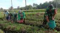 Koramil Kedungkandang dampingi hanpangan jagung Poktan Suka Maju. (ist) - Koramil Kedungkandang Dampingi Hanpangan Jagung Poktan Suka Maju