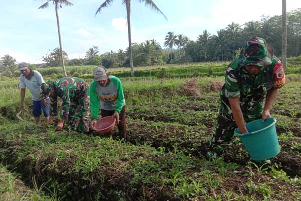 Koramil Kedungkandang dampingi hanpangan jagung Poktan Suka Maju. (ist) - Koramil Kedungkandang Dampingi Hanpangan Jagung Poktan Suka Maju