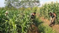 Koramil Sukun dampingi petani Bakalankrajan budidaya jagung. (ist) - Koramil Sukun Dampingi Petani Bakalankrajan Budidaya Jagung