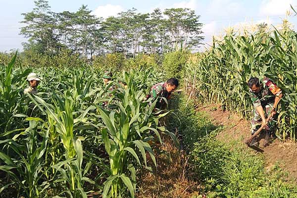 Koramil Sukun dampingi petani Bakalankrajan budidaya jagung. (ist) - Koramil Sukun Dampingi Petani Bakalankrajan Budidaya Jagung