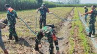 Personel Koramil Kedungkandang Bantu Poktan Arjowinangun Memupuk Tanaman Jagung